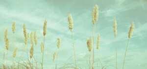 Alkohol Psykolog samtale