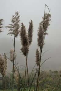 Samtaler på utydelig baggrund