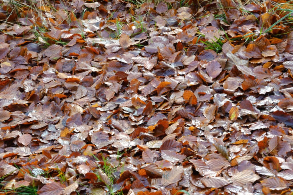 Udredning autisme,, ADHD og AUDHD