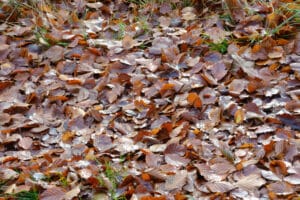 Udredning autisme,, ADHD og AUDHD